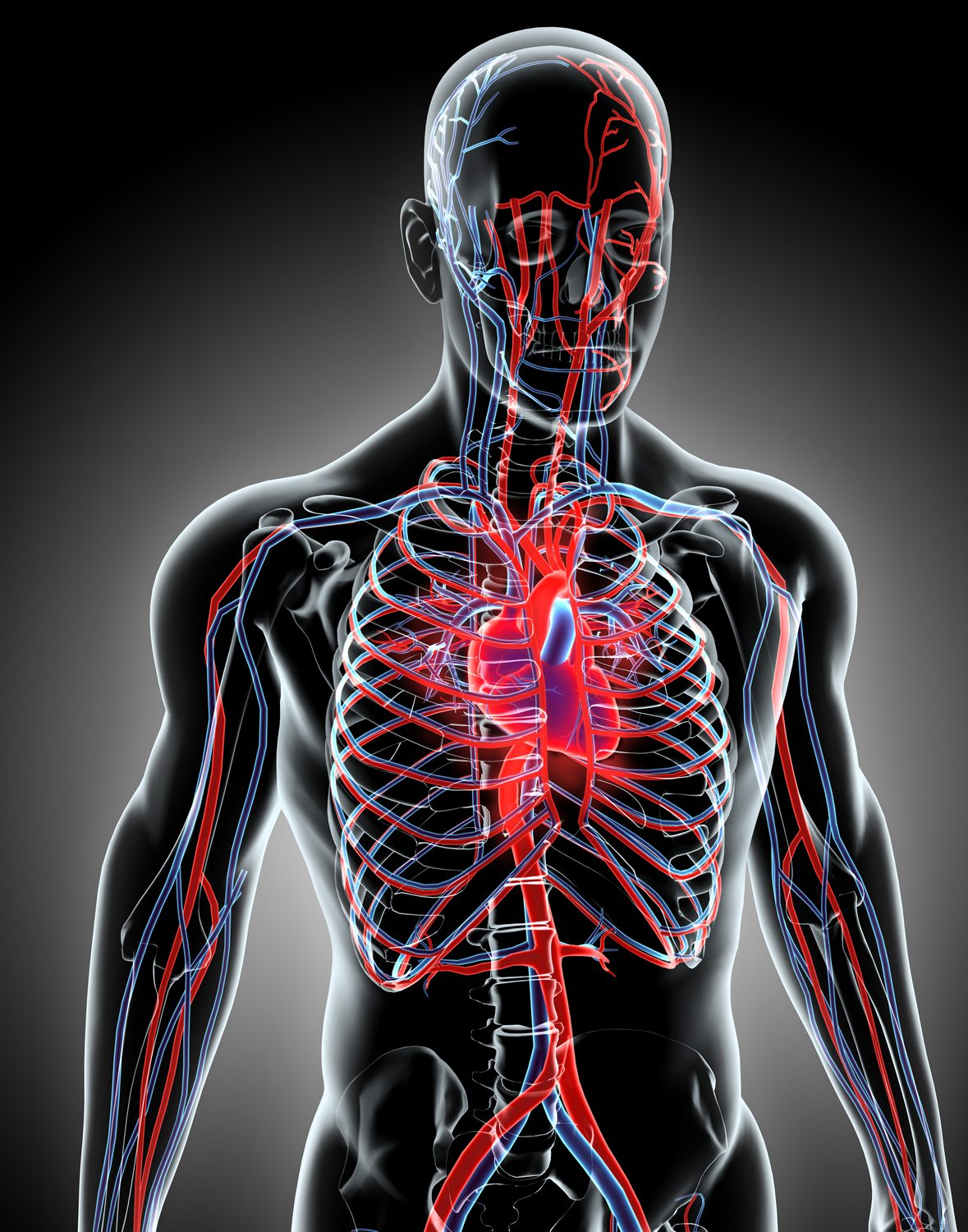 Human anatomy — coverage map